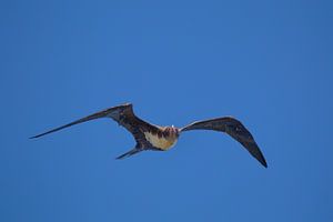 Frégate baguée (Fregata minor)