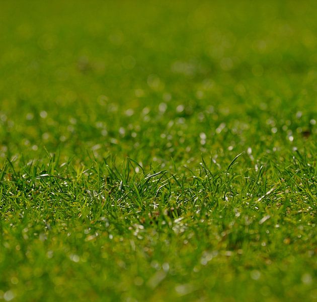 Gras von Hans Brinker