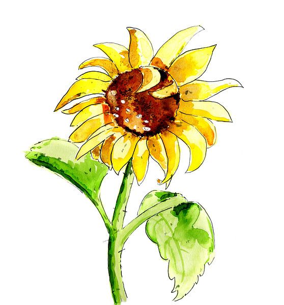 Watercolor illustration of a yellow sun flower isolated over white background by Ivonne Wierink
