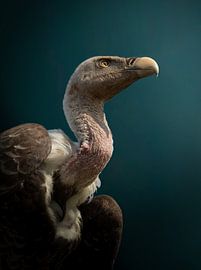 Gänsegeier von Serge Sanramat