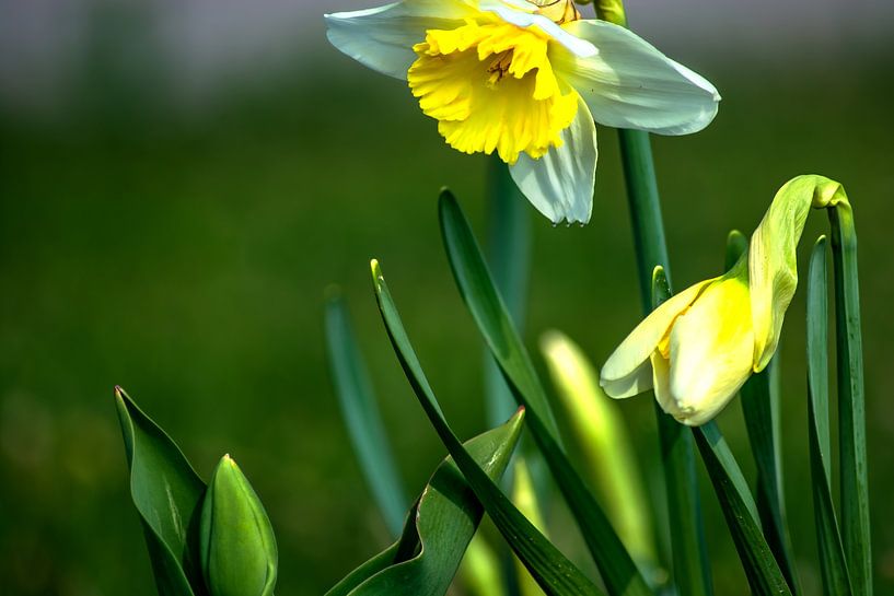 Narcissen van Photoart-Naegele
