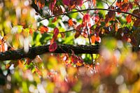 Herfstkleuren
