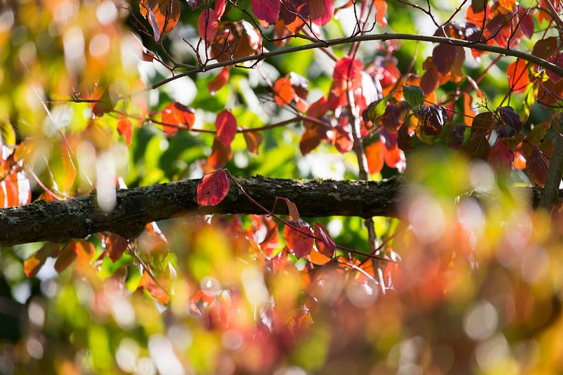 Couleurs d'automne par Bas Groenendijk