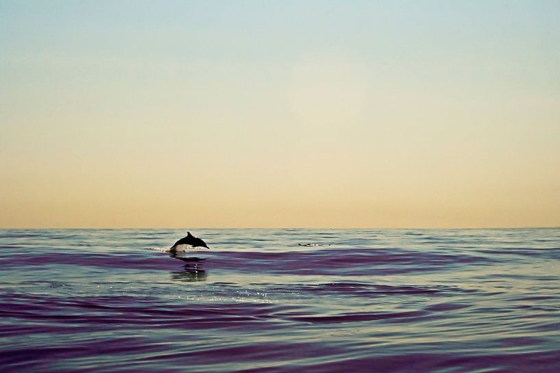 Dolphin by BL Photography