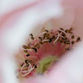 The hidden heart of a pink rose by Margot van den Berg