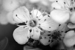 Blüte in Schwarz und Weiß