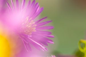 Mooie onscherpe de lentebloem op een groene grasachtergrond. Zonnige plant in de natuur. van Yusuf Dzhemal