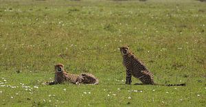 Cheetahs by G. van Dijk