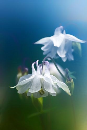 Columbine bloemen vintage - dromerig (wit)