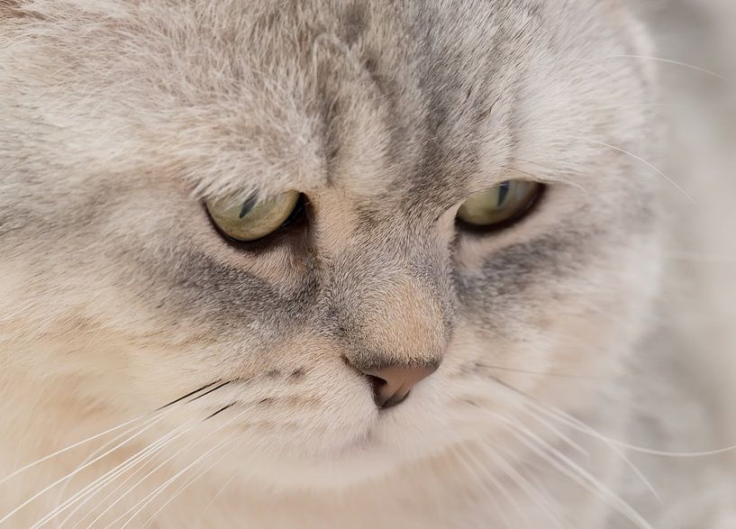 Cat by Bo Valentino