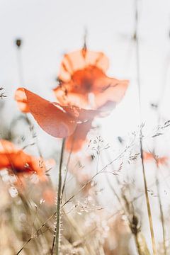 Sunny poppies by Carlijn Oostermeijer