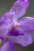 Orchidee