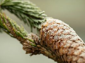 nature is ripe by MvdP fotografie