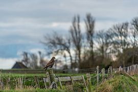 Texeler Landschaft - Bussard von Richard Heerschap Fotografie