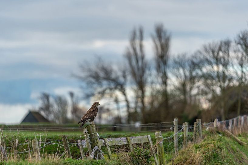 Texel Landscape - Buzzard by Texel360Fotografie Richard Heerschap