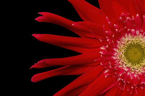 Red gerbera