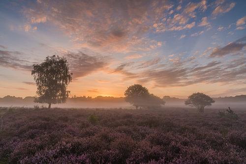 Westerheide zonsopkomst