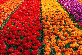 Tulips in bright colours by Anne Ponsen