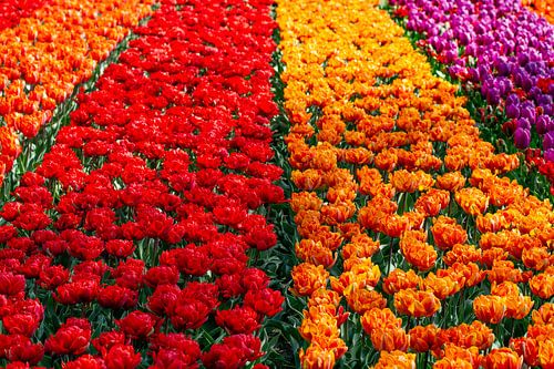Tulpen in felle kleuren