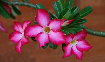 'Drie-eenheid' Adenium van Eduard Lamping