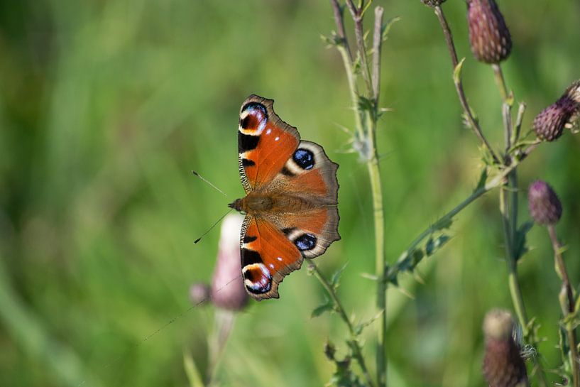 Peacock butterfly by Kimberly Zanting