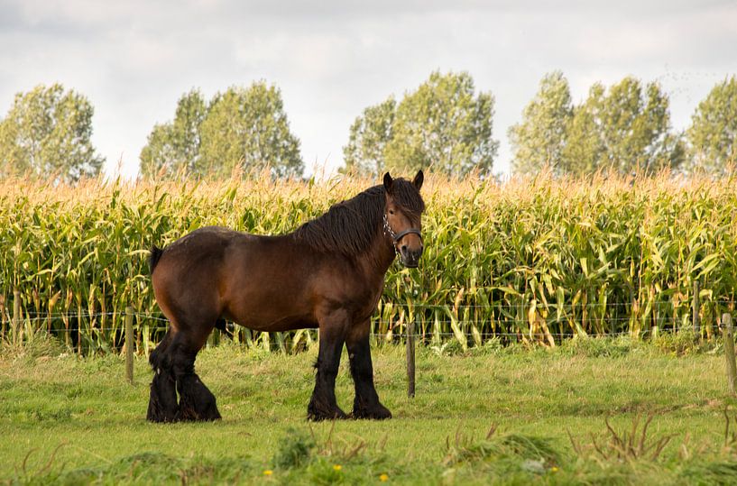 belgisch trekpaard in de natuur van ChrisWillemsen