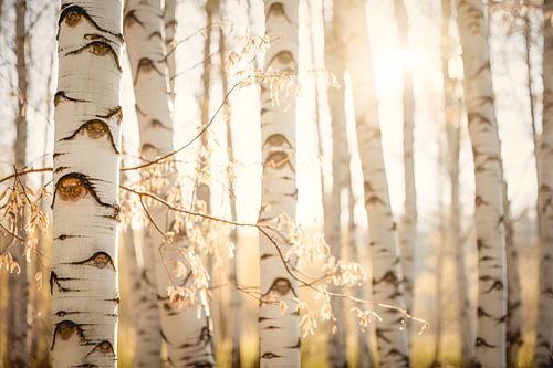 Birches in the light