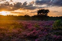 Sunset on heathland