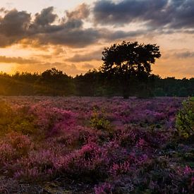 Sonnenuntergang auf Heideflächen von Laura Drijfhout