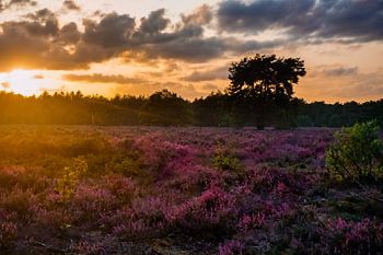 Coucher de soleil sur la lande