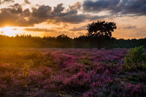 Coucher de soleil sur la lande sur Laura Drijfhout