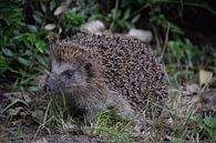 Hedgehog in the garden by Tony Van de Velde thumbnail
