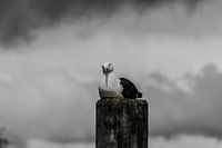 Seagull on ducdalf