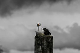 Seagull on ducdalf by DVF Photography