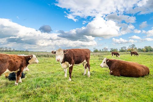 Vaches broutant dans les plaines inondables de l'IJssel sur Sjoerd van der Wal Photographie