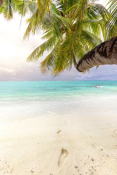 Kokospalm op het strand