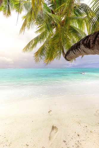 Coconut palm on the beach by Tilo Grellmann | Photography