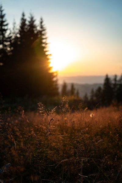 Sunset with focus on the soft straw by Leo Schindzielorz
