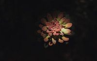 Vetplant | Botanische fotografie | Zuid-Afrika