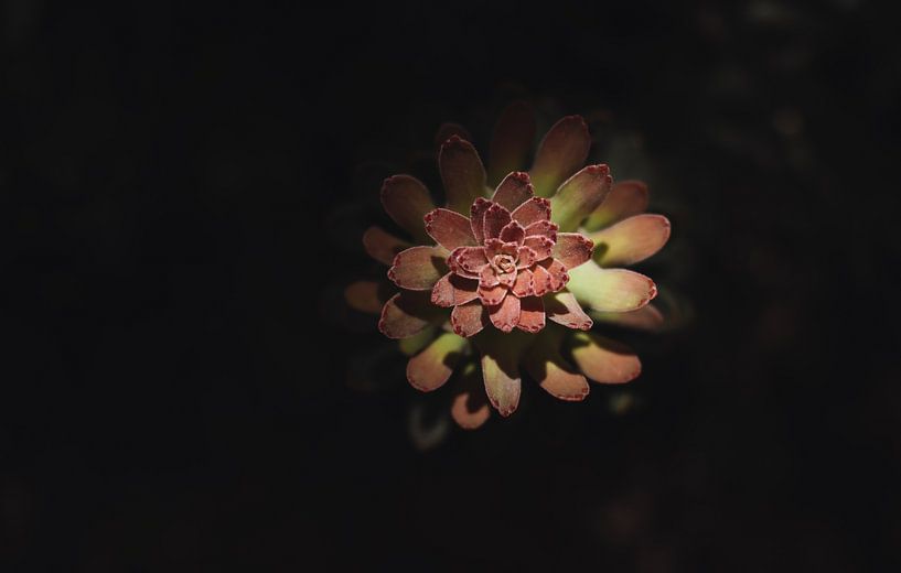 Succulent plant | Botanical photography | South Africa by Sanne Dost