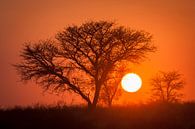 Sonnenaufgang in der Kalahari-Wüste von Chris Stenger Miniaturansicht