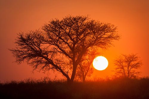Zonsopkomst in de Kalahari woestijn