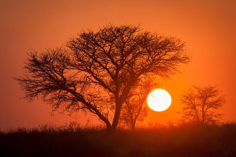 Sonnenaufgang in der Kalahari-Wüste von Chris Stenger