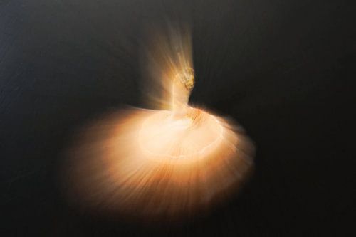 mushroom other(1) by joyce kool