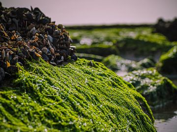 Weed on a stone