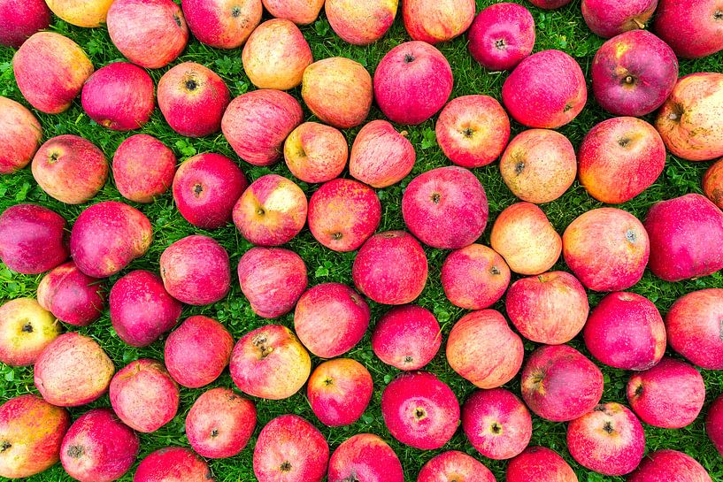 Group of red apples lie spread out on grass by Ben Schonewille