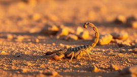 Skorpion auf dem Boden mit angehobenem Schwanz von Markus Gann