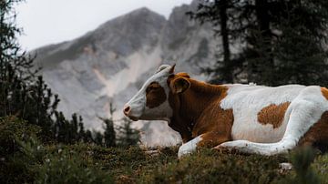 Kuh zwischen den Bergen von Kevin D'Errico