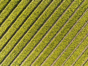 Gele tulpen in akkers van bovenaf gezien van Sjoerd van der Wal