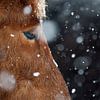 Snjókorn von Islandpferde  | IJslandse paarden | Icelandic horses